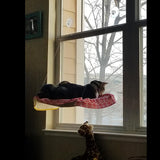 Pet Cat Bed Hammock For Cats Hanging Beds Sunny Window Seat Bearing 20kg Hammock For Cats Comfortable Cat Bed Shelf Seat Beds daiiibabyyy