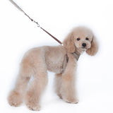 Designer Dog Collar  Chihuahua  Dog Harness and Leash Set  Pet accessories  CW611 daiiibabyyy